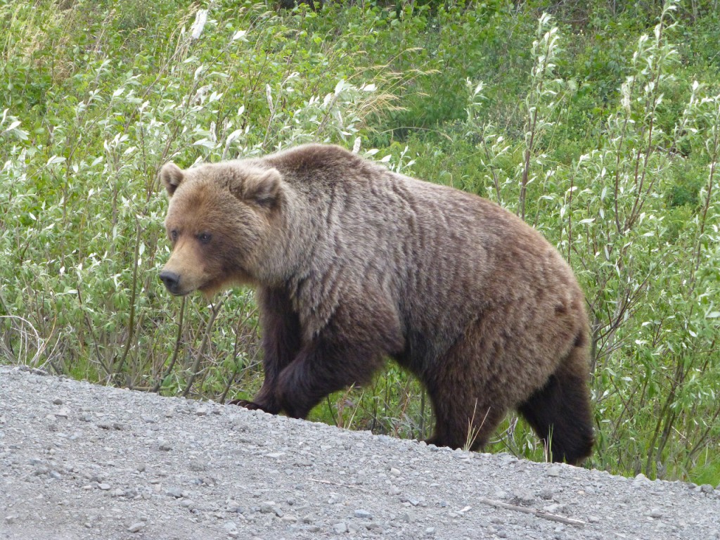 ...und dann kam der Grizzly