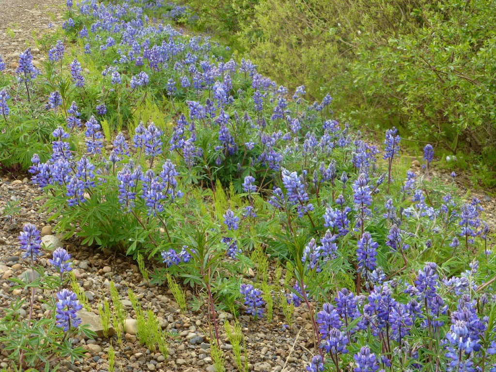 Arctic Lupinen