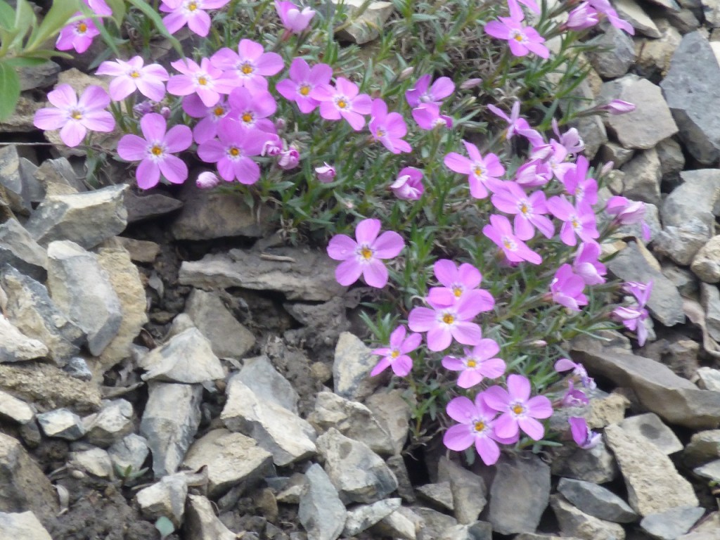 ...und immer wieder schoene Blumen.